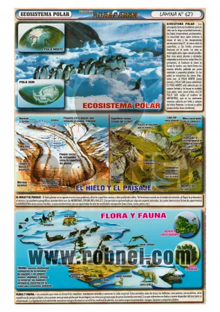 Ecosistema Polar